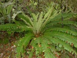 Blechnum discolor. Plant showing a rosette of older, sterile fronds and central ring of semi-erect new fronds.
 Image: L.R. Perrie © Leon Perrie CC BY-NC 3.0 NZ
